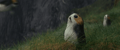 porg Porg from Star Wars the Force Awakens